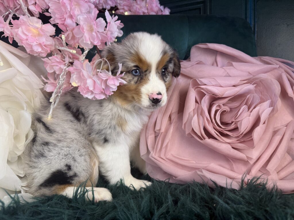 Sadie 2