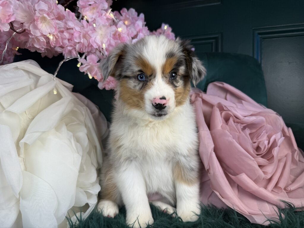 Sadie 3