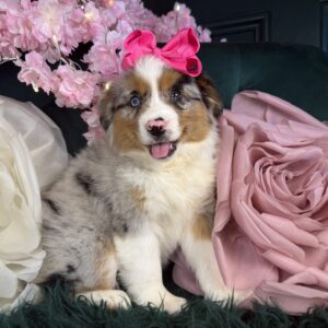 Sadie