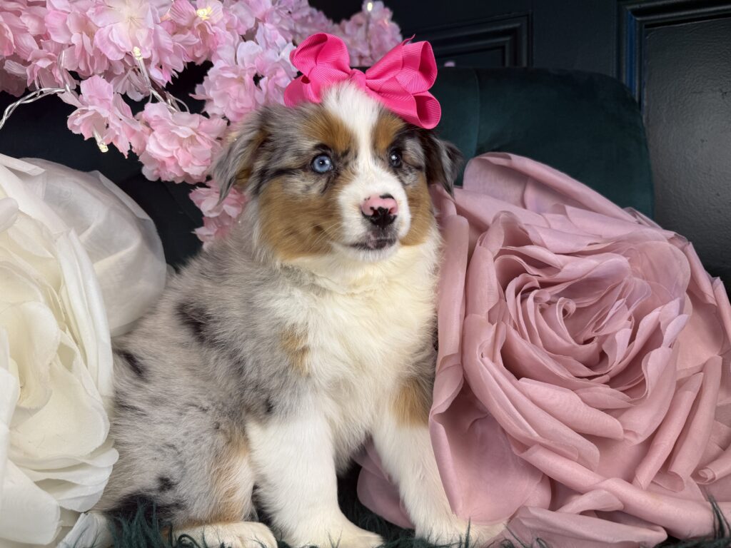 Sadie 4