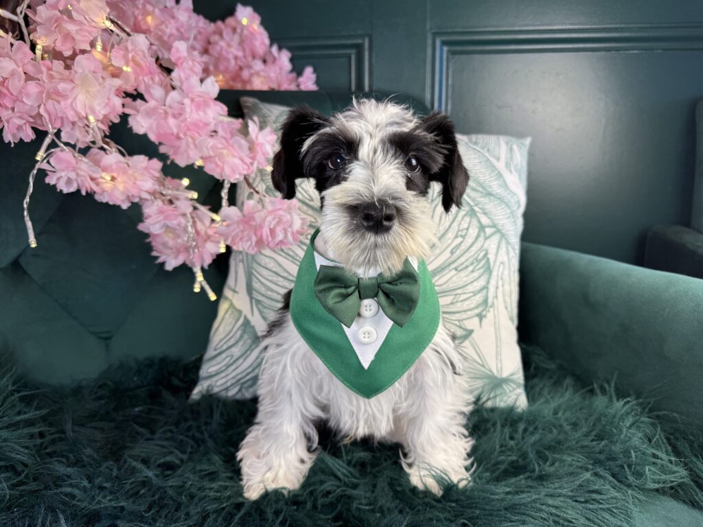Hugo 4