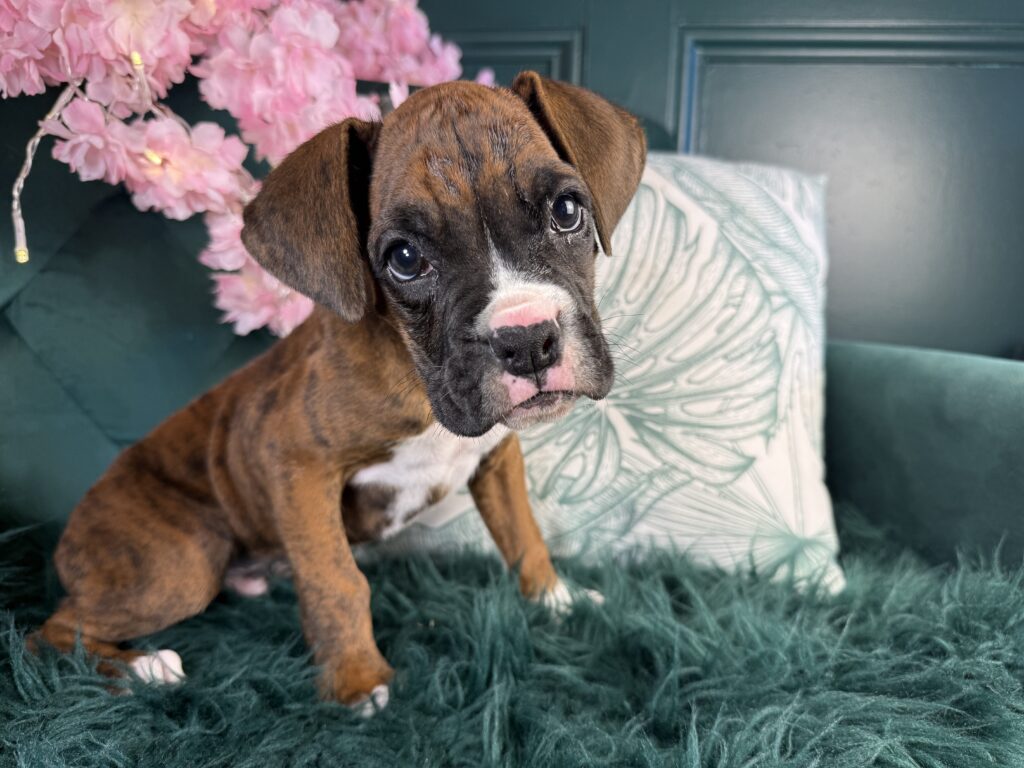 Duke 2