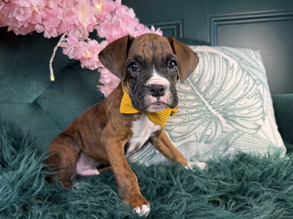 Duke 4