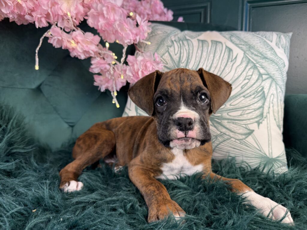Duke