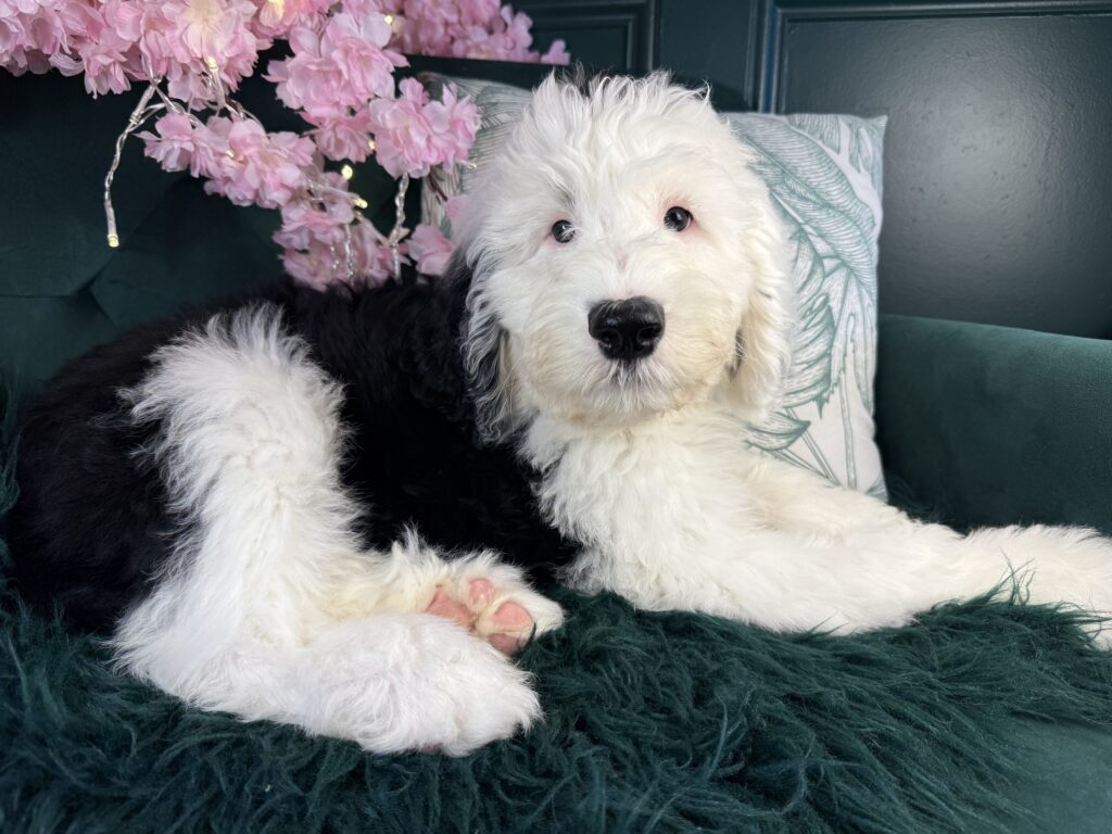 Otto 4