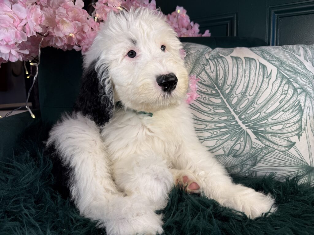 Otto 3