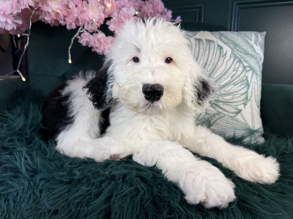 Otto 2