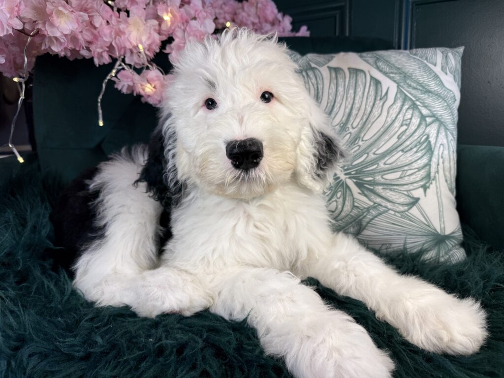Otto
