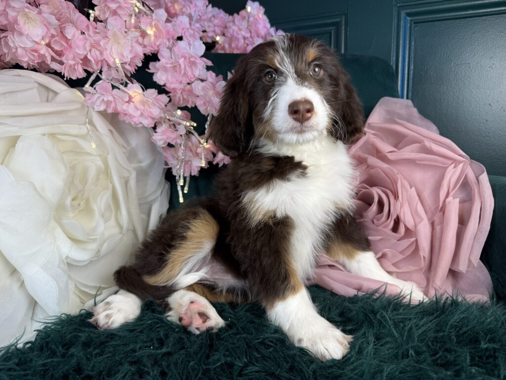 Willow 4