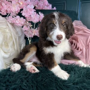 Willow