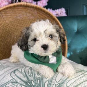 ShihPoo – 1290