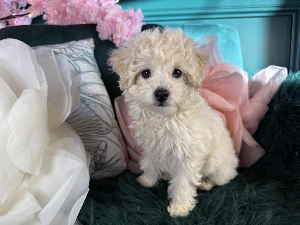 Bailey 2