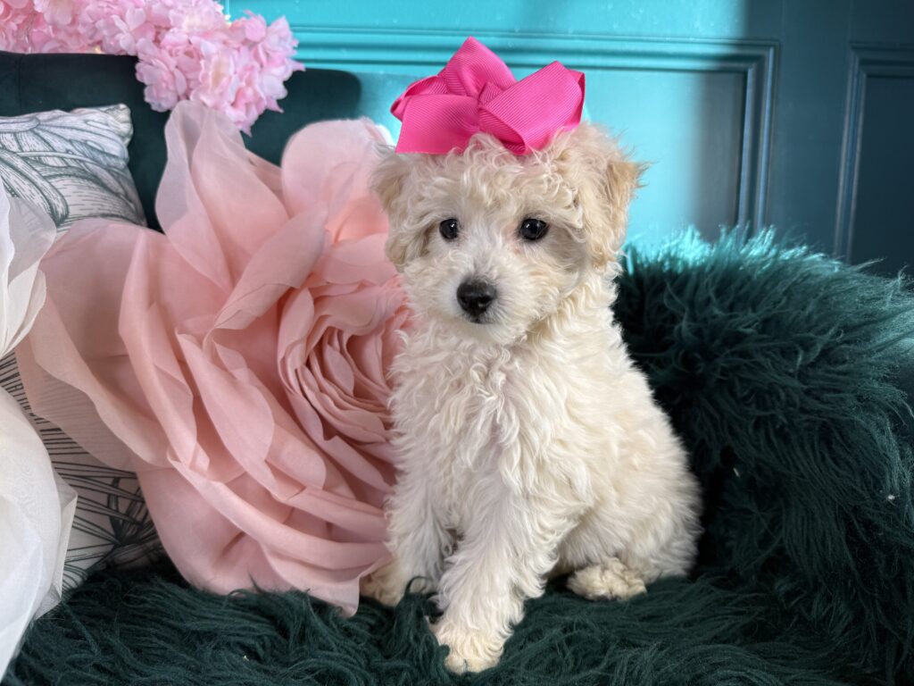 Bailey