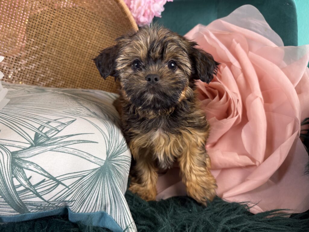 Brandy