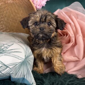 Brandy