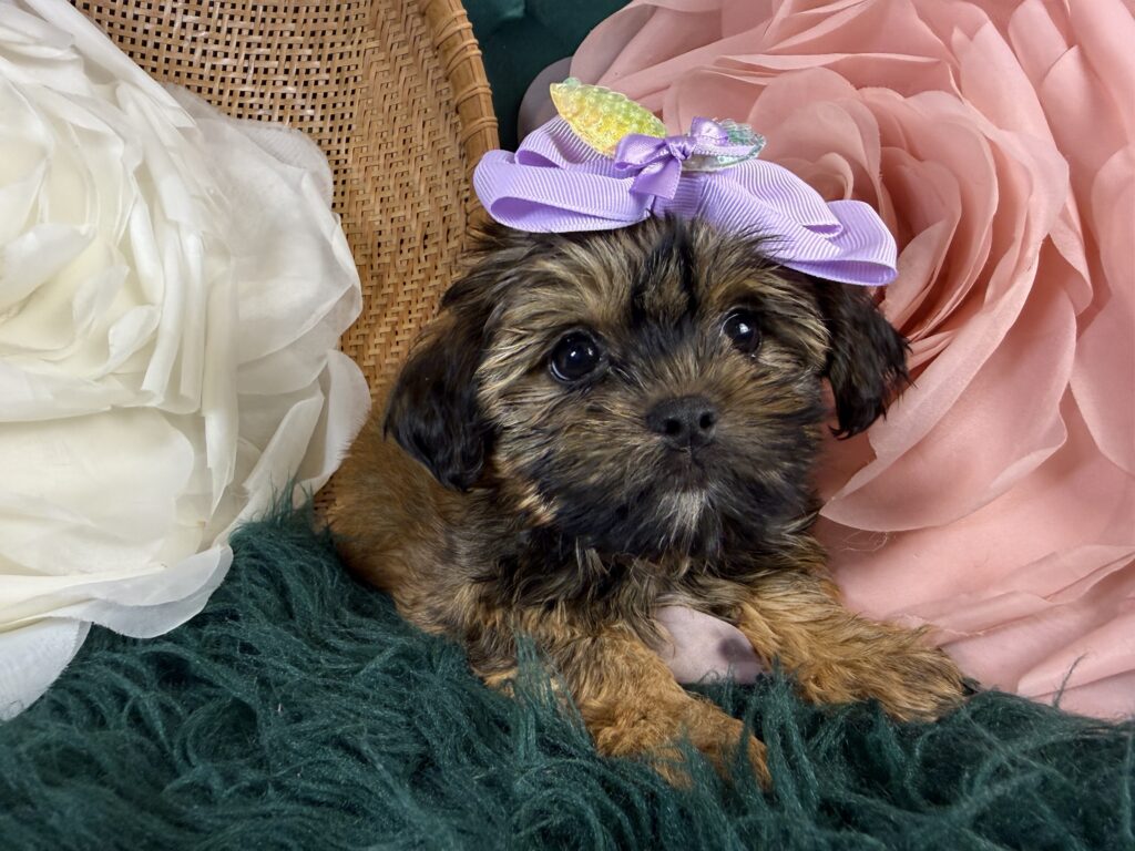 Brandy 4