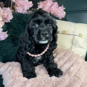Cocker Spaniel – 1309