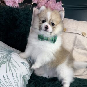 Pomeranian – 1317