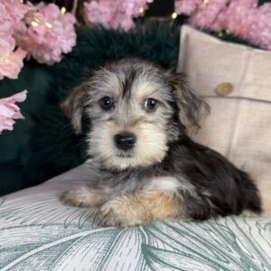 Poodle Toy/Yorkshire Terrier – 1323