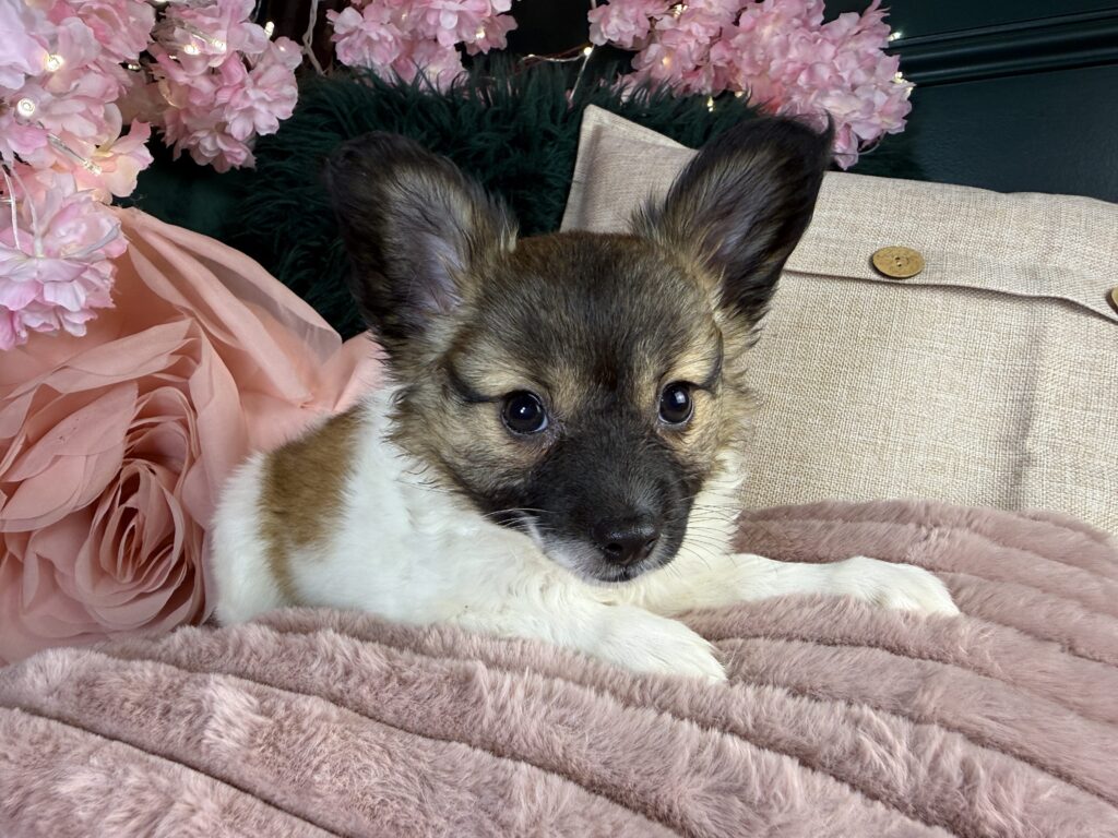 Missy 2
