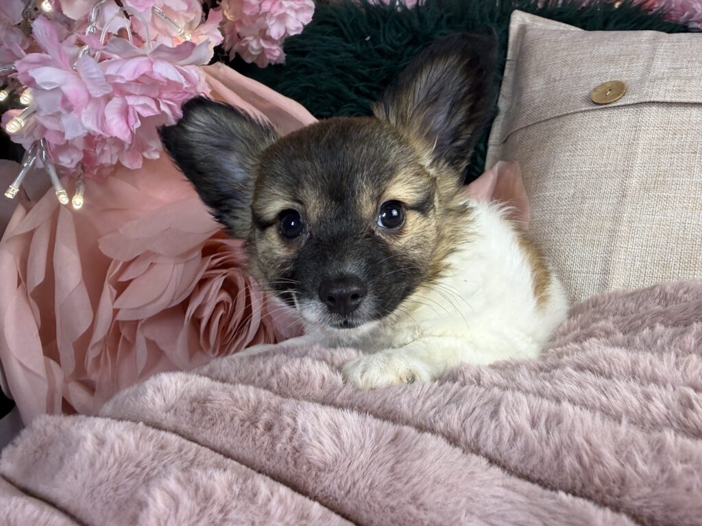 Missy