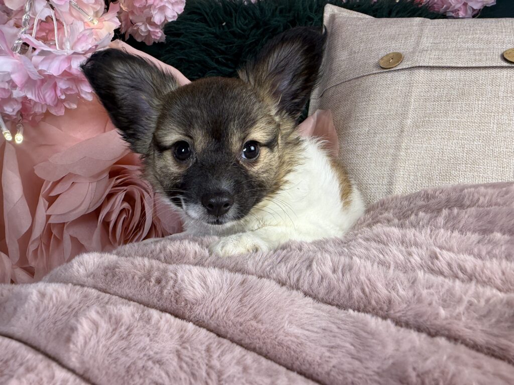 Missy 4