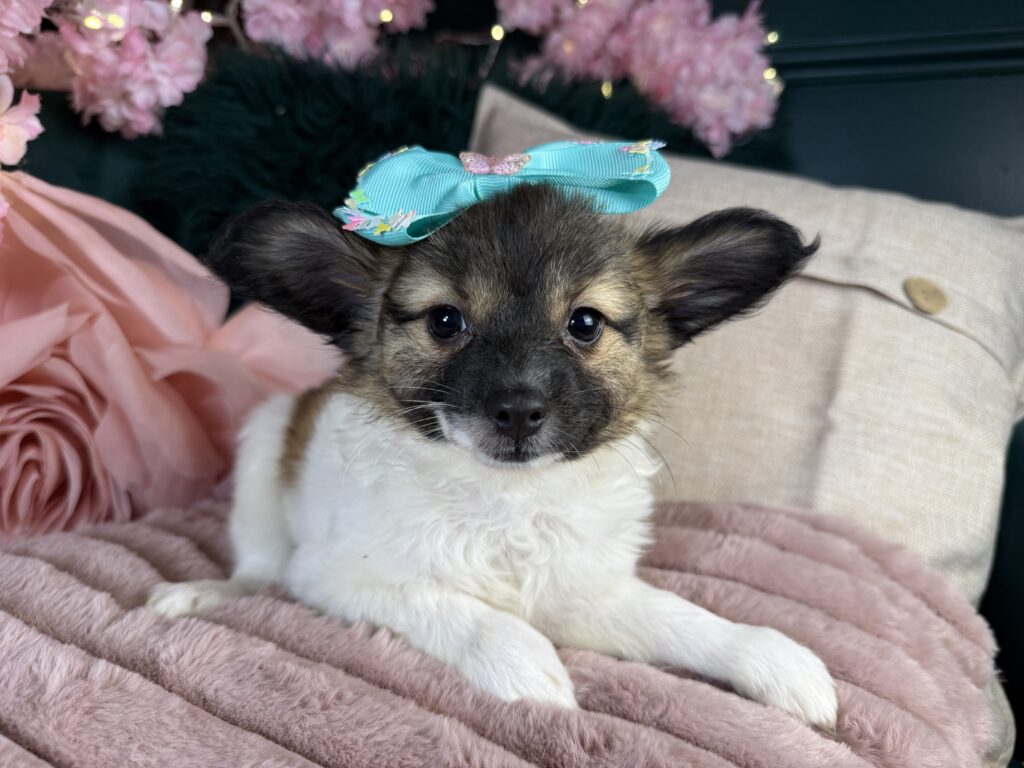 Missy 3
