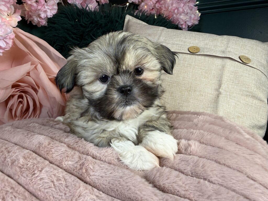 Harley 3