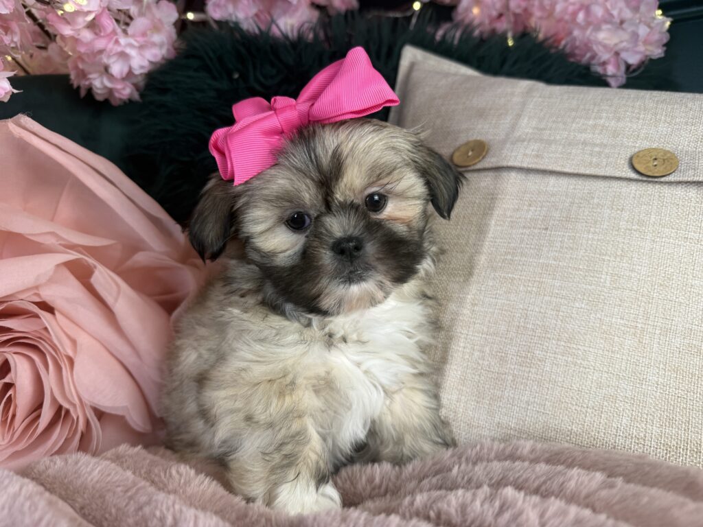 Harley