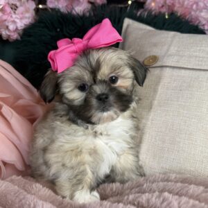 Shih Tzu – 1324