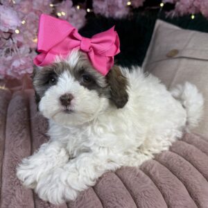 ShihPoo – 1319