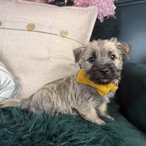 Cairn Terrier – 1320