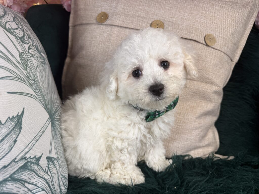 Taz