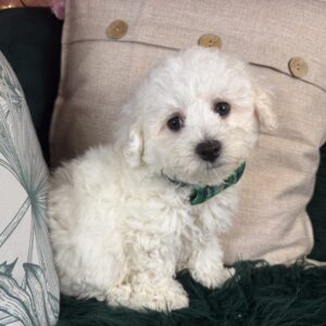 Bichon Frise – 1322