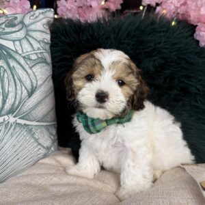 ShihPoo – 1318