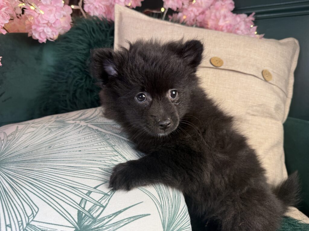 Paco 3