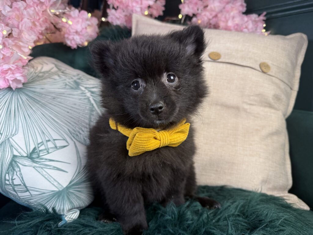 Paco