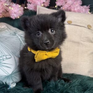Pomeranian – 1313