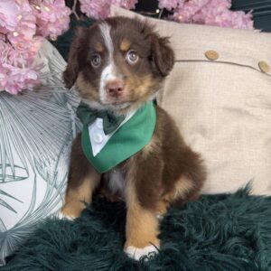 Miniature Australian Shepherd – 1325