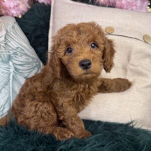 Goldendoodle Mini F1b – 1321