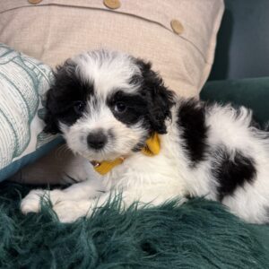 Chihuahua/Poodle – 1314