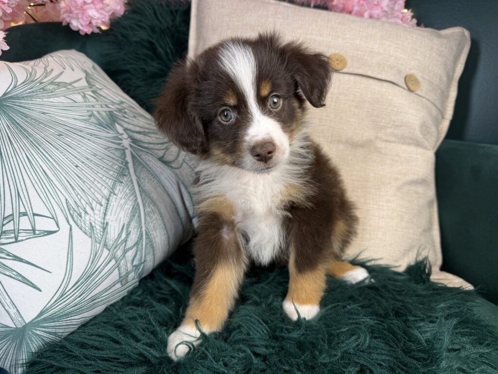 Ranger