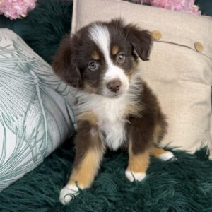 Miniature Australian Shepherd – 1326
