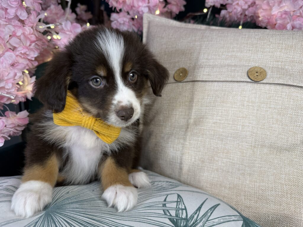 Ranger 4