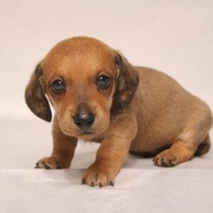 Fritz
