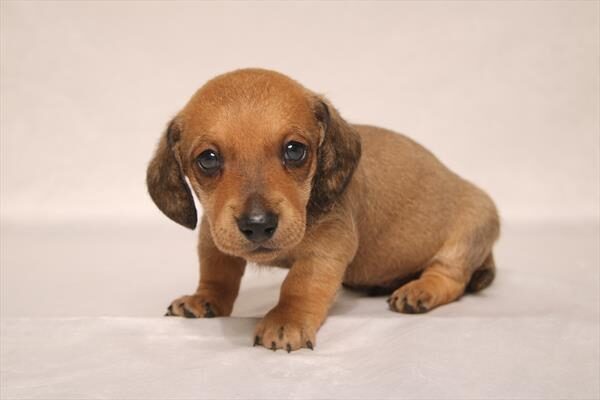 Fritz