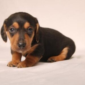 Dachshund – 1372
