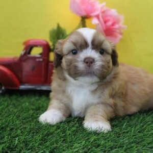 Chewbarka