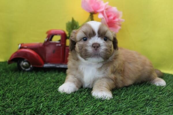 Chewbarka