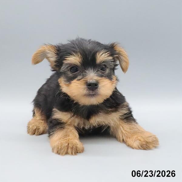Bowdie